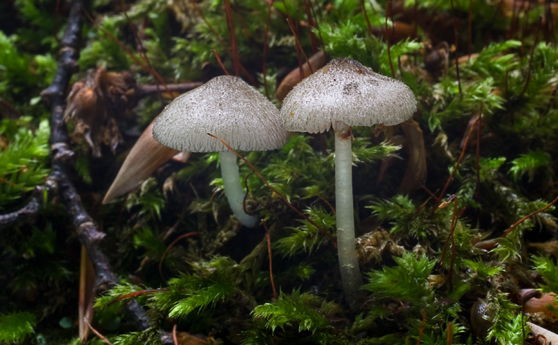 Pluteus hispidulus